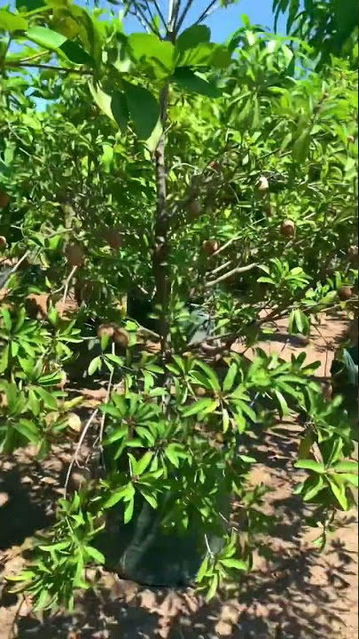 Download lagu Sawo jumbo tree bearing large fruit planted in pots #sawojumbo #fruitplantinspiration
