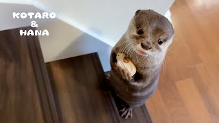 Otter Carries His Little Friend Up The Stairs with One Paw