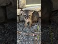 Baby Fox Rescue 🦊❤️