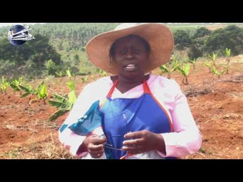 تحديث أنشطتي الزراعية في أوغندا الزراعة حياة القرية أمل المجد 