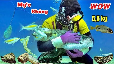 Con Mực Nang Siêu To Khổng Lồ Bị Thợ Lặn Bắt Được Chỉ Nhờ Cây Xuyên Dài 1 mét | cảnh 86