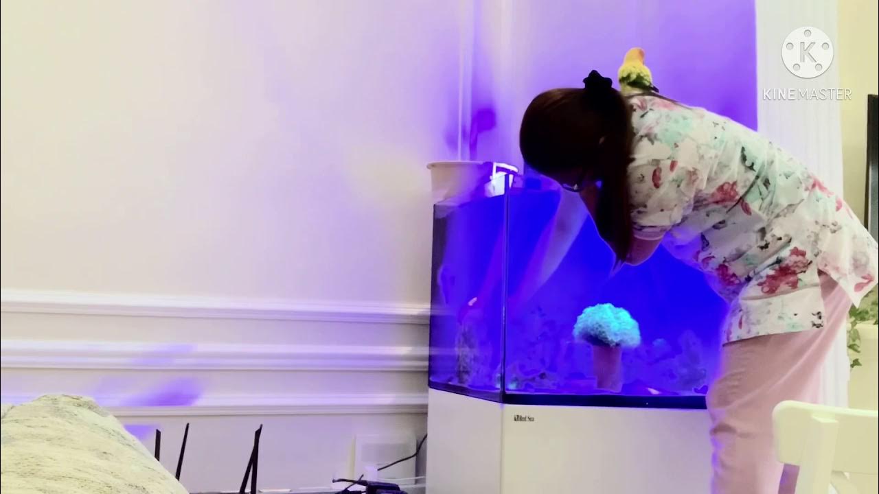 How to clean and change the water of aquarium YouTube