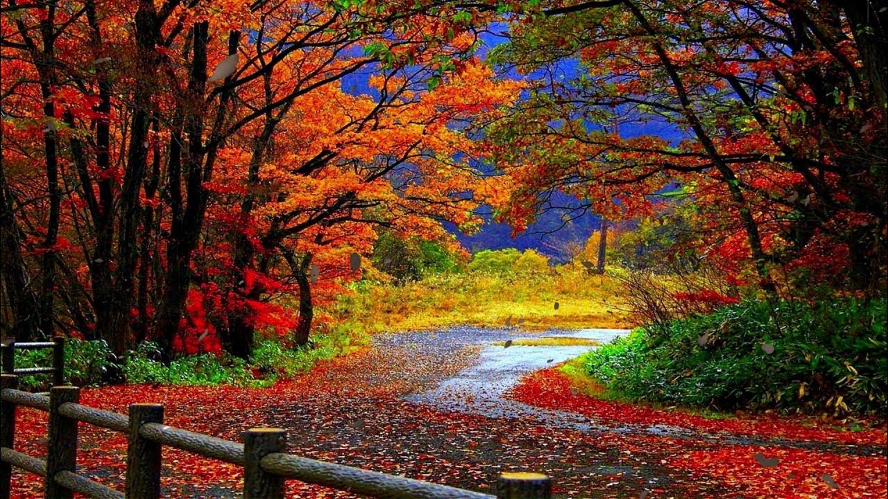 Fall Ambience Light Rain on Leaves Sleepy Time YouTube