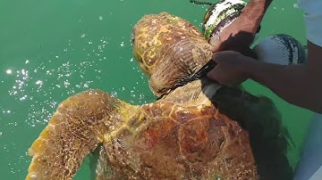 Rescuing sea turtles tied to a netting rope - Giải cứu rùa biển bị dây lưới thắt cổ