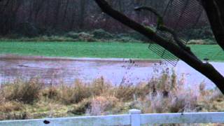flood water.AVI