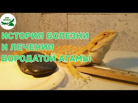 Видео: Метаболическая болезнь костей у бородатых драконов