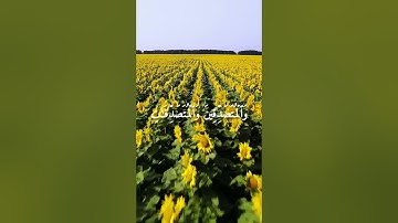 آية اليوم _ القرآن الكريم _إِنَّ الْمُسْلِمِينَ وَالْمُسْلِمَاتِ_ سورة الاحزاب