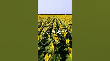 آية اليوم _ القرآن الكريم _إِنَّ الْمُسْلِمِينَ وَالْمُسْلِمَاتِ_ سورة الاحزاب