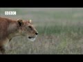 Hyena attacks lion  pays the price