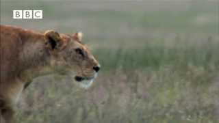 Hyena Attacks Lion \& Pays the Price!