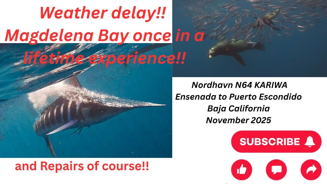 ⁣Ensenada to Puerto Escondido, Baja California.  A sea life extravaganza, a rally and boat work LOL!