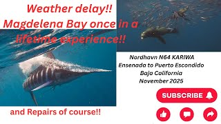 Ensenada to Puerto Escondido, Baja California.  A sea life extravaganza, a rally and boat work LOL!