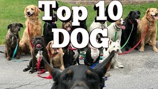 Top 10 Dog Barking Videos Compilation 2020 Dog Barking Sound