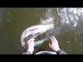 Fishing nets on a private lake. Ловля рыбы сетями на частном водойоме весной 1 часть...