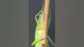 Female Large Conehead tries the Tube Girl trend:  #macrophotography #macro #zoom #entomology #nature