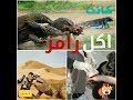 شاهد ماذا فعل حيوان رامز عند تصوير برنامج رامز تحت الارض