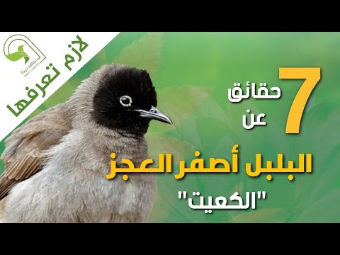 بلبل اصفر العجز بلبل سوري بلبل عربي كعيت بلبل White Spectacled Bulbul 