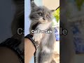 VIP Pet Shop Mubarakpur Azamgarh @dipparrotfamliy