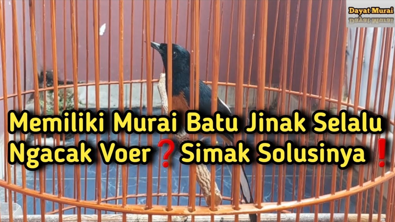Memiliki Murai Batu Jinak Selalu Ngacak Voer ❓️Begini Solusinya❗️