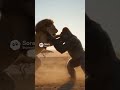 LION vs GORILLA