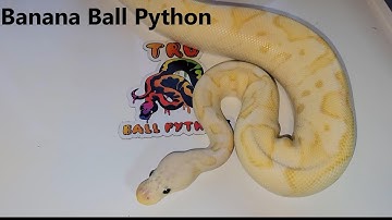 Banana Ball Python highlight