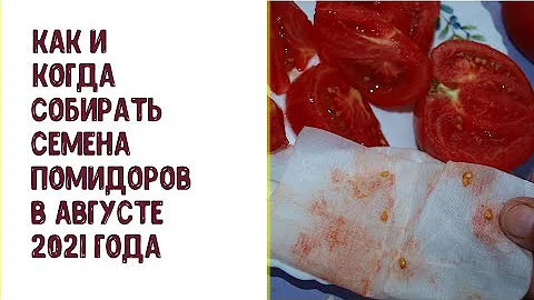 Kde si koupit rajčata?