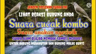 Suara Cucak kombo anakan || geriwik belajar nembak // masteran burung bahan dan burung malas bunyi