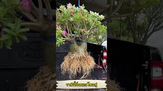 ชวนชมราชินีกิ่งตอนโคนคู่ระบบรากแน่นดีมากๆ ชวนชม adenium ชวนชมบอนไซ