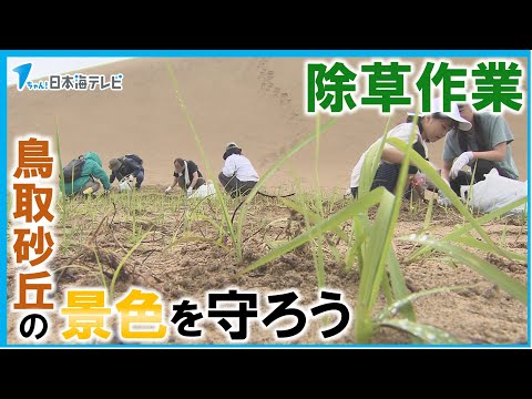 【美しい砂の景色を市民で守る】鳥取砂丘で80人が参加し除草ボランティア　鳥取市