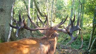 The LOUDEST Red Stag Roar Ever!!!
