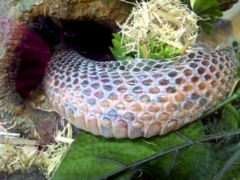 snake shedding their skin - youtube