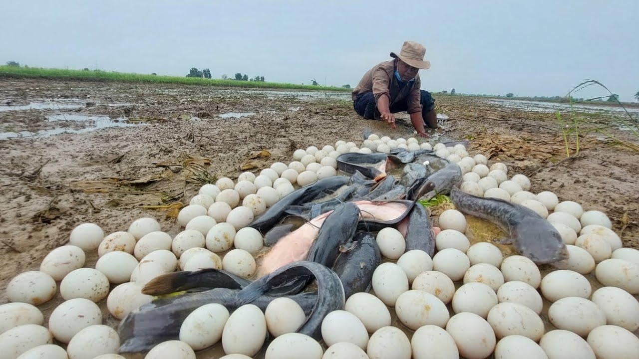 Best hand fishing skill/ a fisherman catch fish by hand at field 