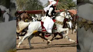 Amazing Horse Breed In Pakistan Dagia Stud Farm