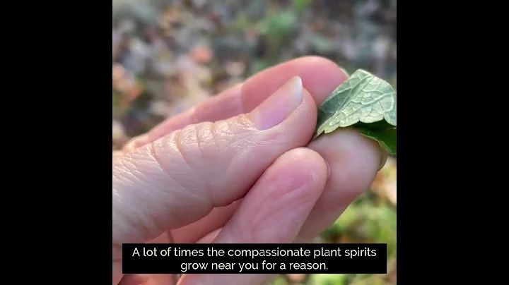 Plant Brushing with Ceremonial Botanical Bodyworke...
