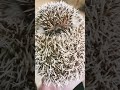 Злючка Колючка 