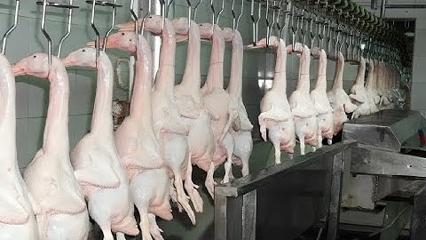 How Duck Farming Make Million Eggs and Meat 🦆  Duck Processing Line   Modern Poultry Farm Technolog