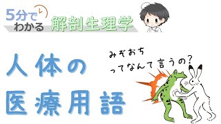 人体の医療用語【5分でわかる解剖生理学】