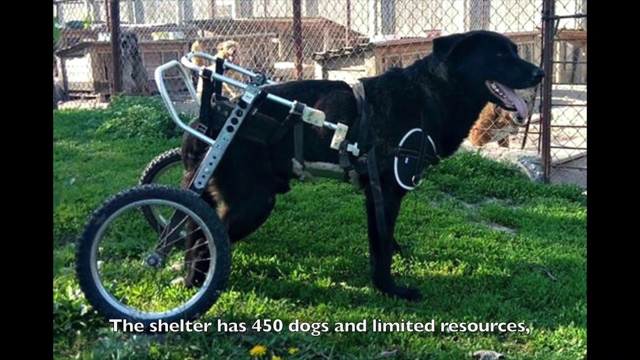 Dog shocks everyone with amazing recovery YouTube