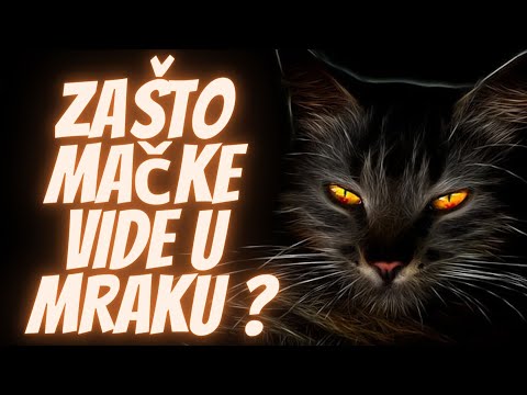 Zašto i Kako Mačke Vide u Tami
