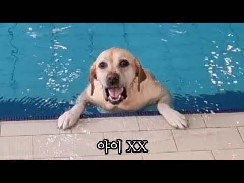 기분 좋게 놀러와서 강아지가 심한 욕 한 이유