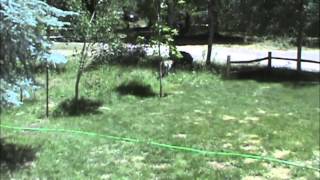 Summer Water Adventure by DireWolf Dogs of Vallecito, LLC 183 views 10 years ago 6 minutes, 3 seconds