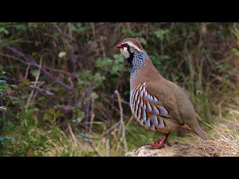 Pernice rossa (Alectoris rufa) Red-legged partridge