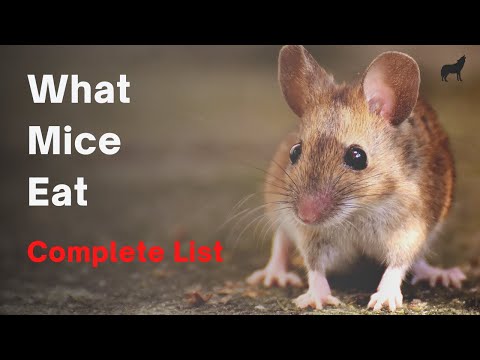 Video: Șoarecii mănâncă insecte?