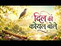 दिल की कोयल बोले | BrahmaKumaris - Music Godlywood Studio