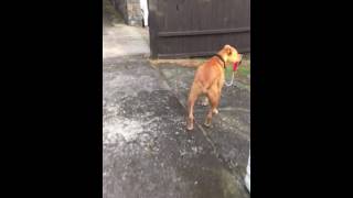 Pitbull walks himself