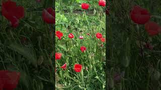 Dancing Red Poppies in the Summer Breeze 🌺 #NatureRelaxation #poppyfield
