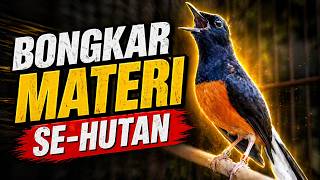 PANCINGAN MURAI BATU PAGI HARI FULL ISIAN TEMBAKAN, AMPUH BIKIN MURAI BATU BONGKAR ISIAN