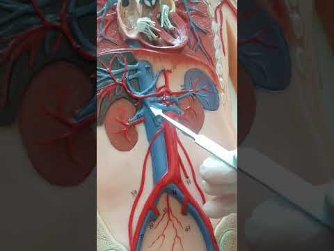Vena Portae Anatomisi