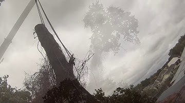 Crane oak tree removal