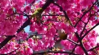 150201BD 芝芭里山櫻王。中豐路一段418號⊙樹上相親相愛+吃花蜜的綠繡眼1051-55